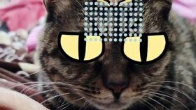 新手训猫小爆料视频大全,揭秘视频大全中的实用技巧与经验分享  第2张